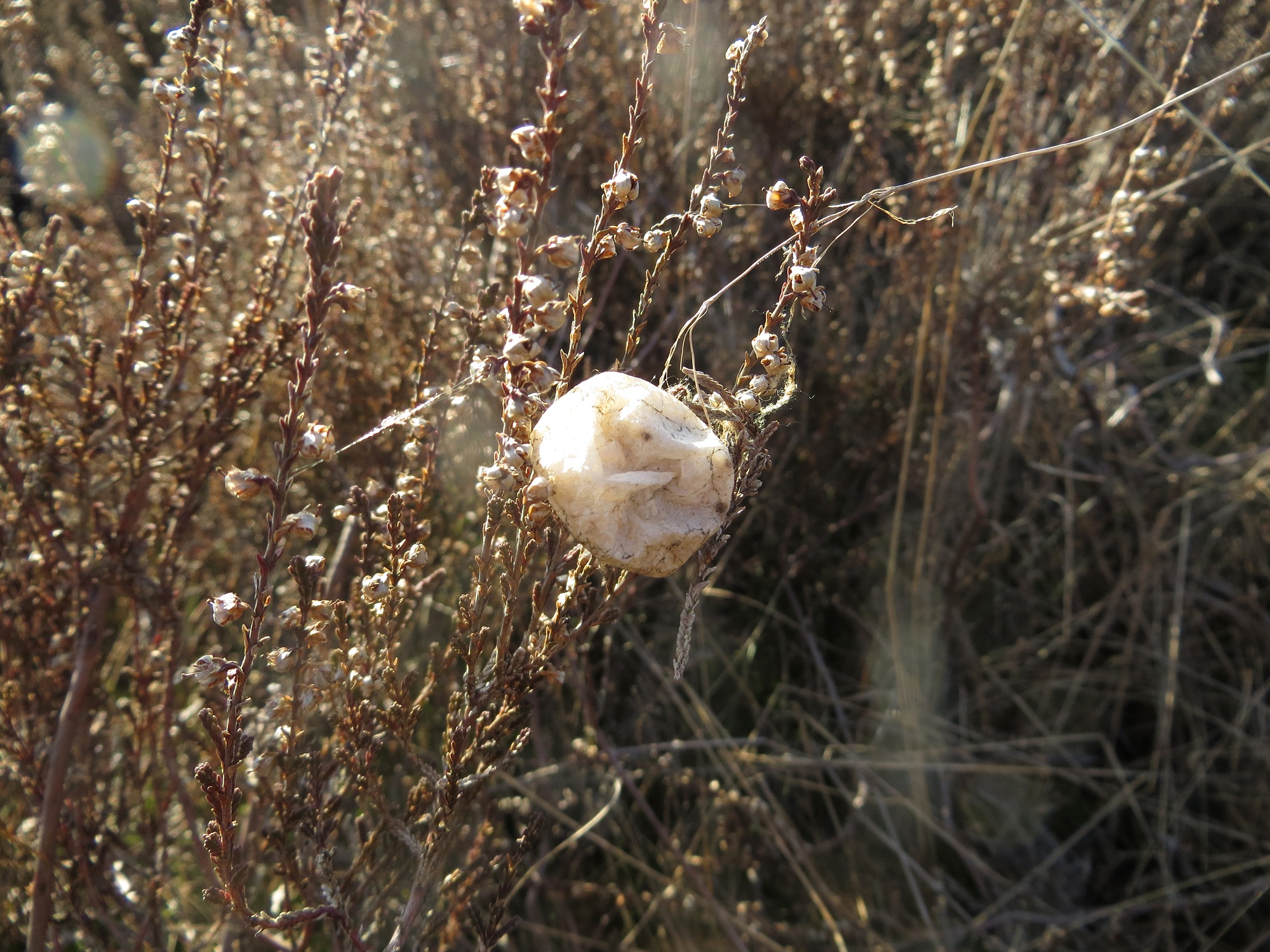Zakje op heideplanten